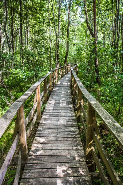 Pasarela Madera Bosque — Foto de Stock