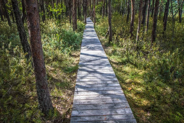 Pasarela Madera Bosque — Foto de Stock