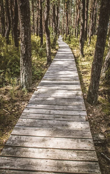 Ormanda ahşap bir patika