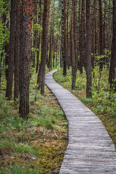 Pasarela Madera Bosque — Foto de Stock