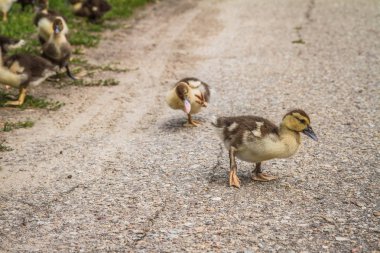 Ördek yavrusu bir yolda