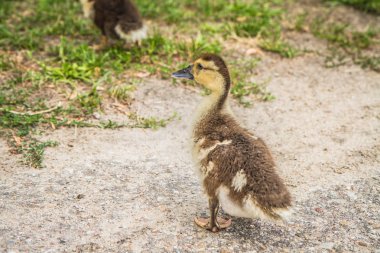 Ördek yavrusu bir yolda