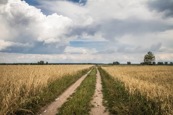 Campo Cereales Bajo Cielo Tormentoso —  Fotos de Stock