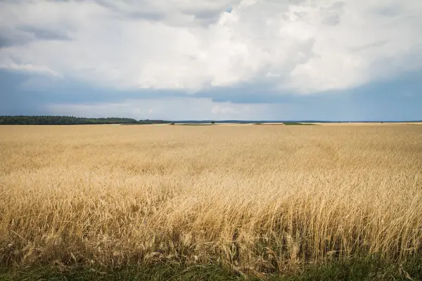Поле Пшениці Під Бурхливим Небом — стокове фото