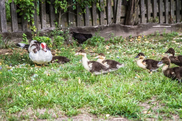 Gruppe Von Küken Mit Ihrer Mutter Freien — Stockfoto