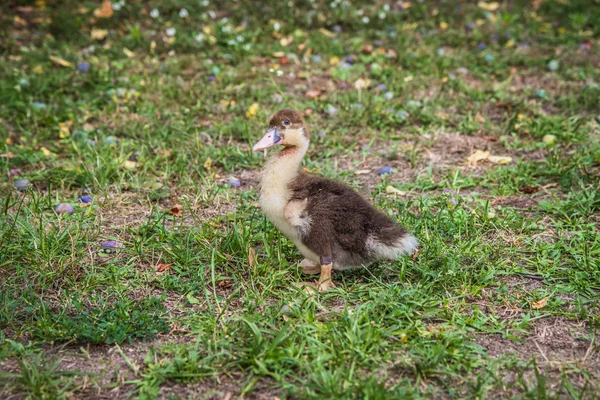 Bir Bahçede Ördek Yavrusu — Stok fotoğraf