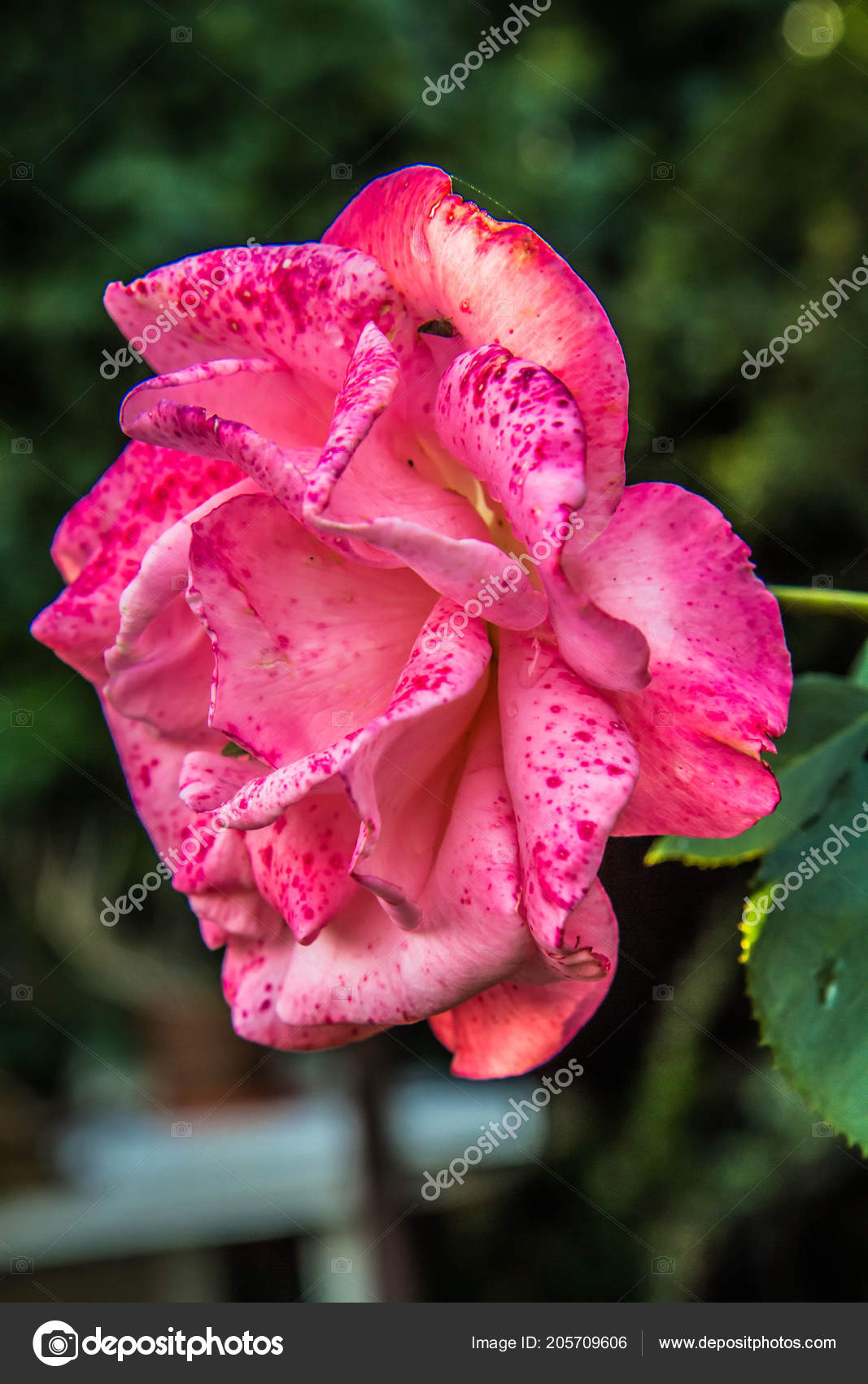 Rose Rose Qui Fleurit Dans Jardin Photographie Teine26