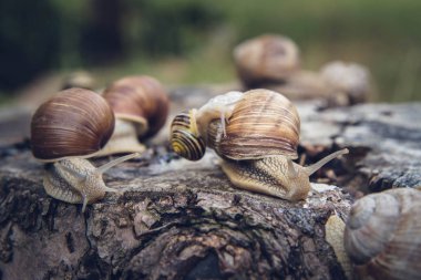 Roma salyangoz (Helix pomatia) farklı boyutta bir grup