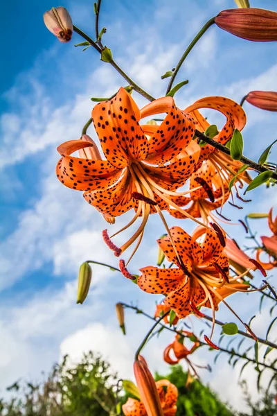 Цветущие Саду Апельсиновые Тигерлиевые Цветы — стоковое фото