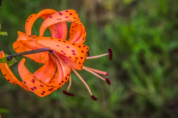 Fleurs Tigre Orange Fleurissant Dans Jardin — Photo