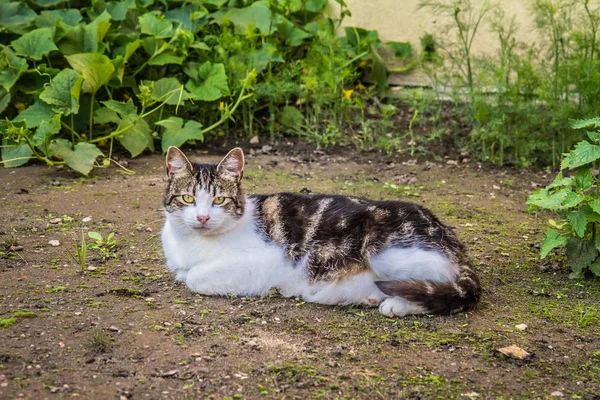 Gato Jardín Descansando Acostado Suelo —  Fotos de Stock