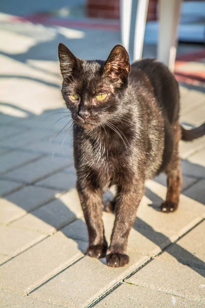 Černá Kočka Zahradě — Stock fotografie