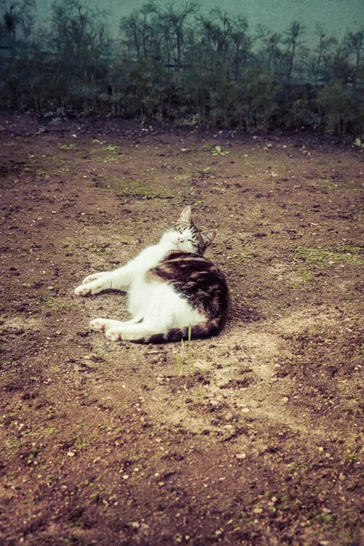 Chat Dans Jardin Reposant Couché Sur Sol — Photo