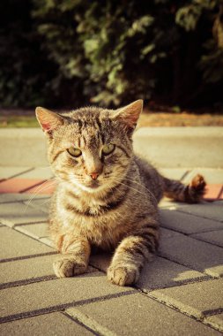 Gri kedi dinlenme, yerde yatan bir bahçede