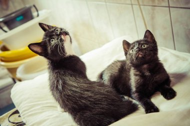 Beyaz bir yastık üzerine iki siyah yavru kedi