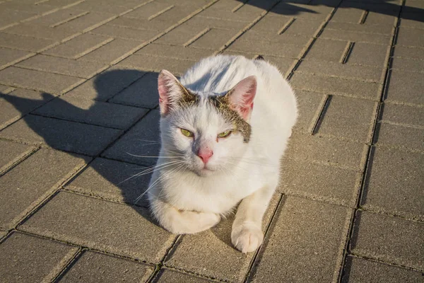 Bílá Kočka Barevné Skvrny Zahradě Chodníku — Stock fotografie