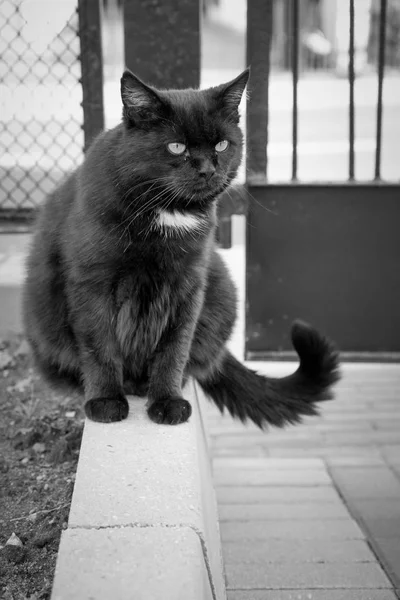 Gatto Nero Cortile Scodinzolando Coda — Foto Stock