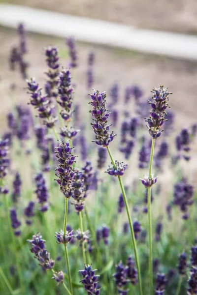 Lavendel Bloeien Een Tuin — Stockfoto