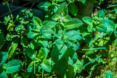 Taze nane bir bahçede büyüyen