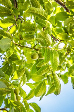 Büyüme ortak ceviz