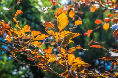 Kayın ağacı (Purpurea pendula)