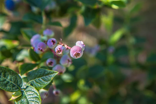 Fruta Mirtilo Vaccinium Arbusto — Fotografia de Stock