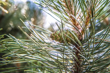 Dal taze bazı koniler ile siyah çam ağacı
