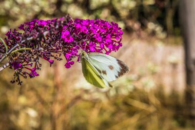 Küçük lahana beyaz (Pieris rapae) kelebek