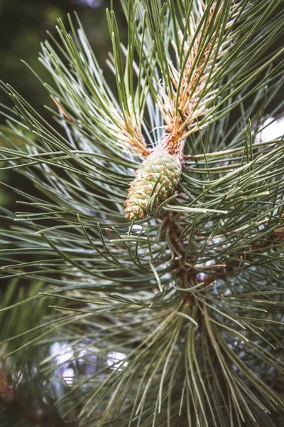 Pin Noir Avec Quelques Cônes Frais Sur Une Branche — Photo