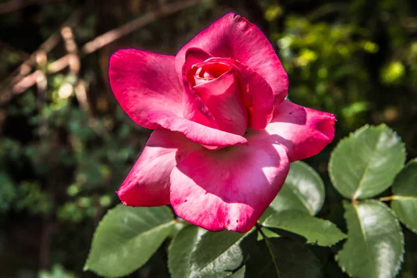 Bir Pembe Çiçek Bir Bahçede Gül — Stok fotoğraf