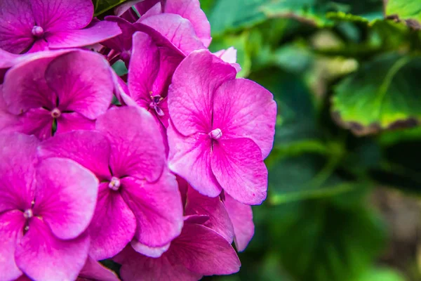 Hortensia Fleurs Gros Plan — Photo