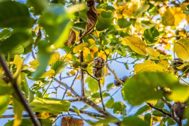 Ortak ceviz ağacı Olgun