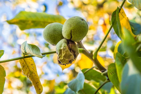 Noce Comune Matura Sull Albero — Foto Stock