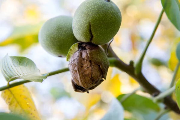 Gemeenschappelijke Walnoot Rijp Boom — Stockfoto