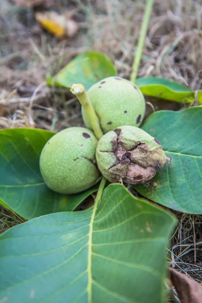 Gemeenschappelijke Walnoot Rijp Een Blad Grond — Stockfoto