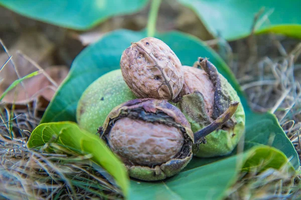 Nuez Común Madura Una Hoja Suelo —  Fotos de Stock