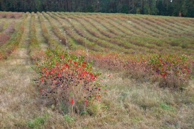 Bir alan - geç yaz saati içinde büyüyen Aronia (chokeberries)