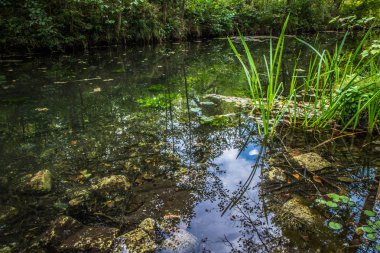 Yaz sonu bir ormanda bir dere