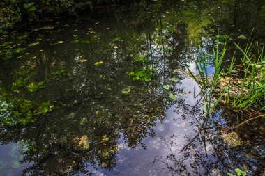 Yaz sonu bir ormanda bir dere