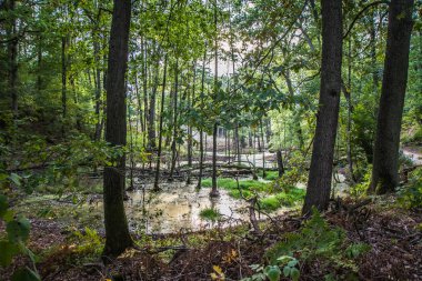 Bir orman içindeki bir bataklık