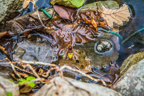 Frelon Européen Vespa Crabro Sur Une Feuille Dans Ruisseau — Photo