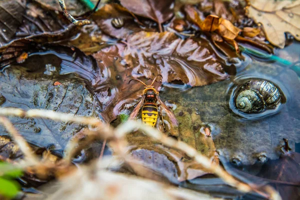 Frelon Européen Vespa Crabro Sur Une Feuille Dans Ruisseau — Photo