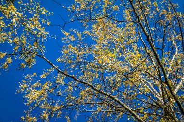 Kayın ağacı mavi gökyüzüne karşı Güz
