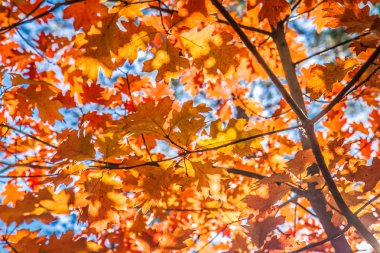 Kırmızı meşe (Quercus rubra)