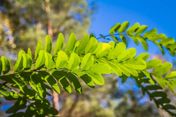 Albero Acacia Contro Cielo Blu — Foto Stock