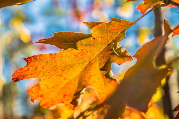 Dąb Czerwony Quercus Rubra — Zdjęcie stockowe