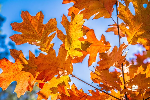 Красный Дуб Quercus Rubra — стоковое фото