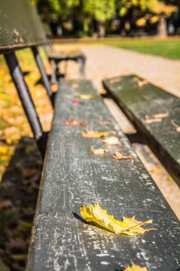 Güneşli bir sonbahar bir parkta Bank