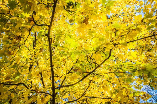 Érable Automne Contre Ciel — Photo