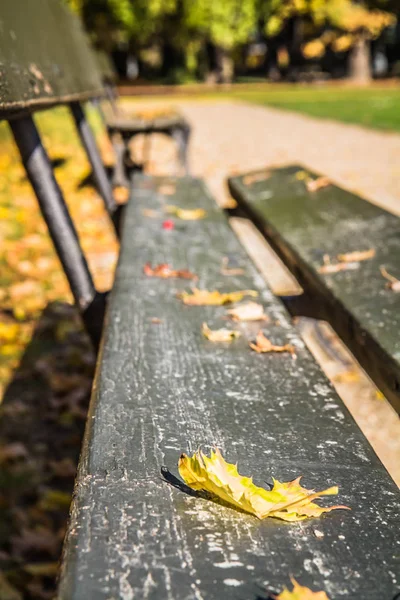 Скамейка Парке Осенью Солнечный День — стоковое фото